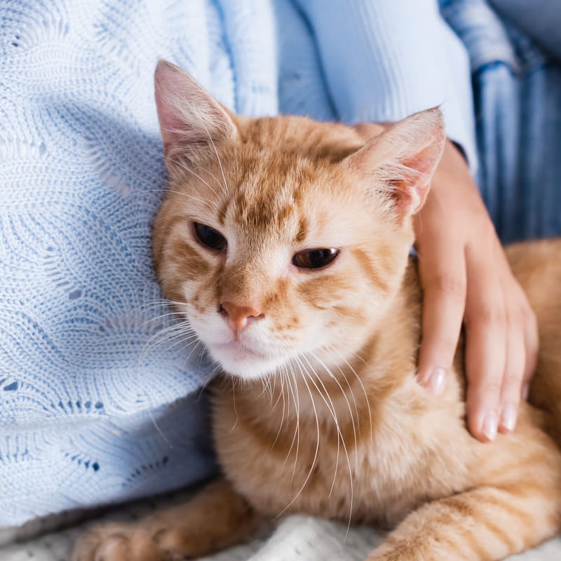 Wellness Exams, Saanichton