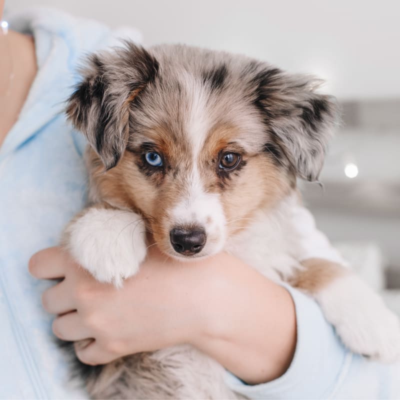 Spay & Neuter, Saanichton